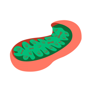 mitochondria